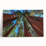 Black and white photo of a large sequoia tree on stretched canvas, ideal for kitchen wall art or bedroom ambiance.