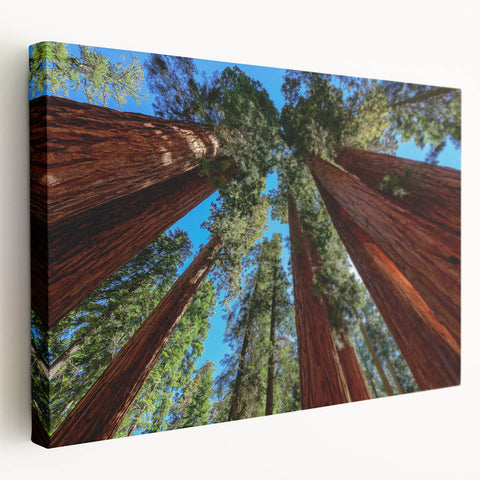 Large canvas print of California's Sequoia National Park in natural green and brown tones, suitable for kitchen wall art.