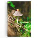 Black and white large canvas print of spring trees, ideal for kitchen wall art.