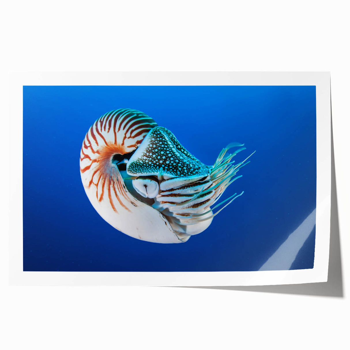 Extra large rolled print of Micronesian scenery with vibrant ocean and floral elements, ideal for dining room wall art.