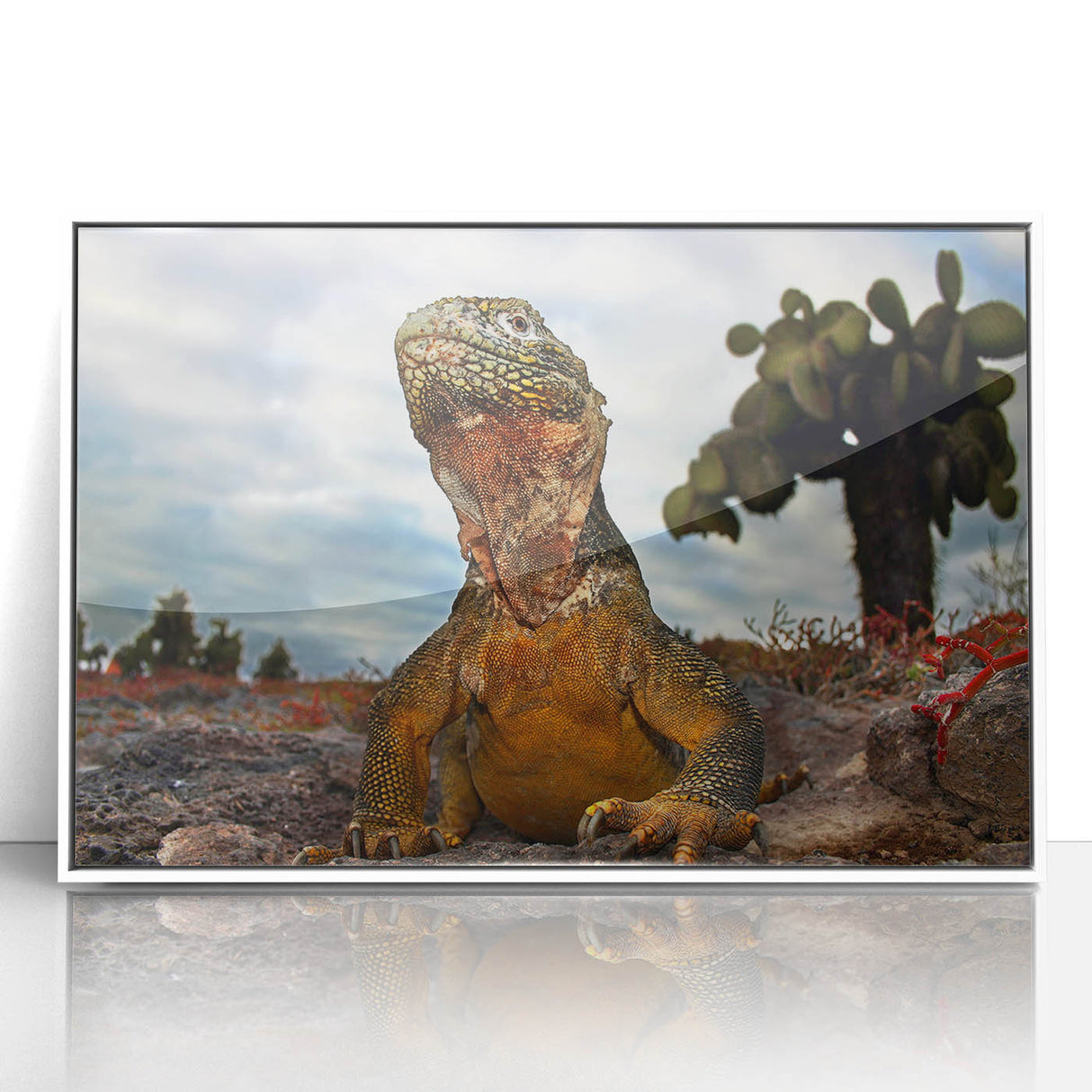 Acrylic print of Galapagos scenery with vibrant blues and greens, framed in white, ideal for modern art wall decor.