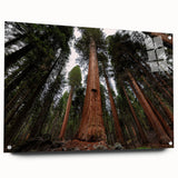 Acrylic print of a California Sequoia landscape in natural green and brown tones, suitable for bedroom or dining room decor.