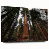 Acrylic print of a Sequoia forest in natural greens and browns, suited for bedroom or dining room art.