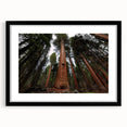 Extra large abstract art print of colorful, textured California Sequoia scenery on a black framed canvas.