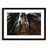 Extra large abstract art print of colorful, textured California Sequoia scenery on a black framed canvas.