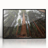 Large abstract wall art depicting a California sequoia in black and white tones on framed acrylic.