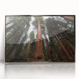 Mid-century modernist art of California sequoia trees in muted earth tones, silver-framed acrylic print.