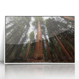 Framed acrylic print of a serene Sequoia forest in California, in muted green and brown tones.