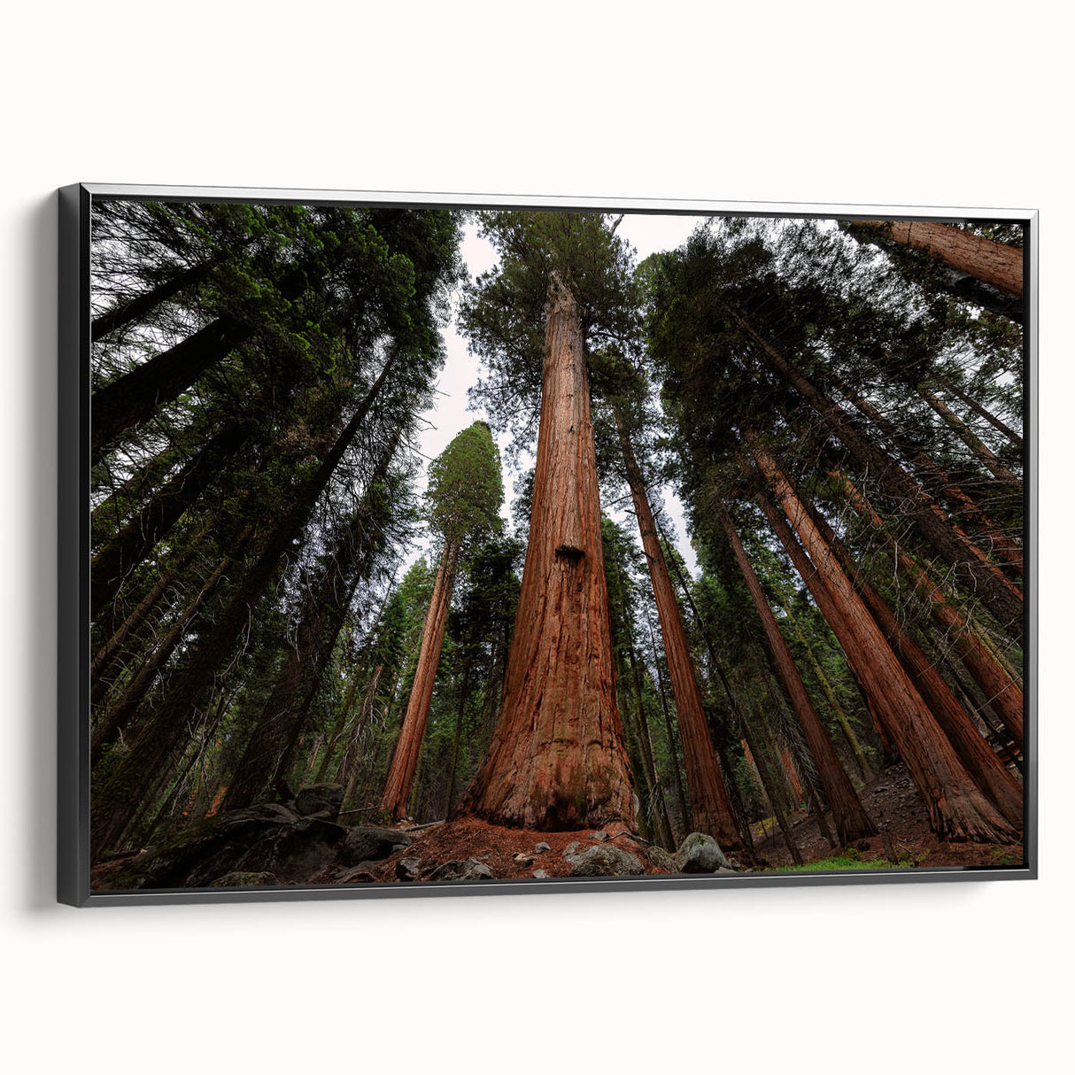 Black and white framed canvas of a vintage-style Sequoia landscape, ideal for bedroom wall art.