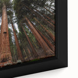 Close-up of a black framed canvas featuring a textured, colorful depiction of Sequoia trees.