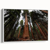 Vintage poster art of California sequoias in a white-framed canvas, utilizing a palette of greens and browns.