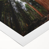 Art deco poster of California's Sequoia trees in muted green and brown tones on rolled canvas.