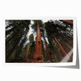 Extra large rolled print of a Sequoia forest in muted green and brown tones, ideal for art wall dining room or bathroom.