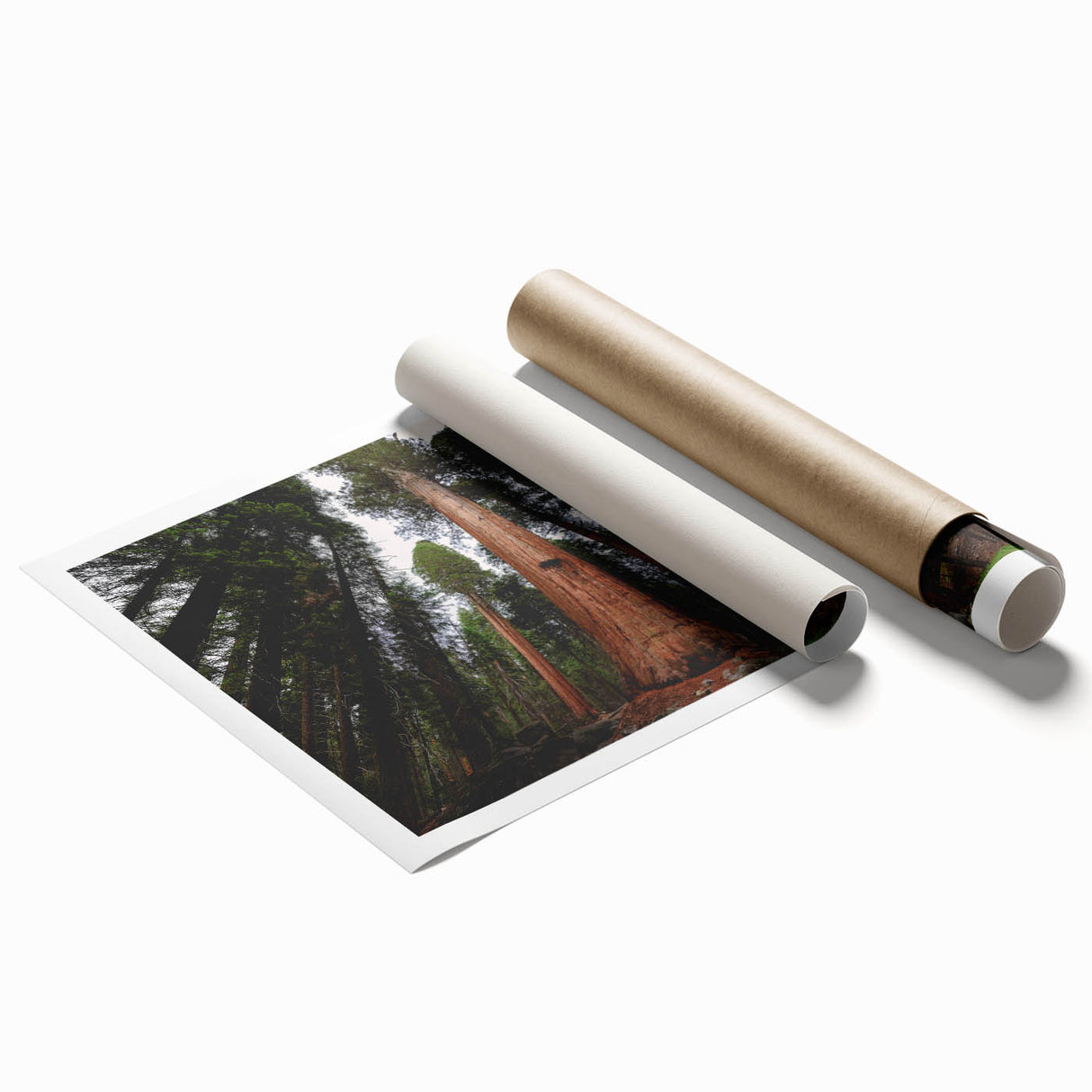 Extra large rolled print of Sequoia trees in earthy green tones, ideal for classy bathroom wall art.