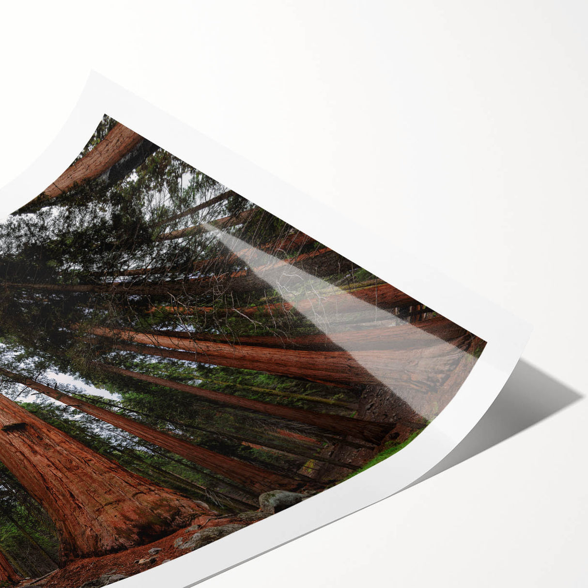 Extra large wall art featuring line art flowers on a rolled print, set against a backdrop of California's Sequoias.