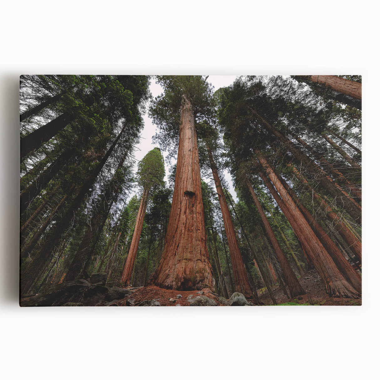 Large black and white photo of Sequoia trees on stretched canvas, suitable as kitchen wall art.