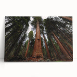 Black and white photo of California's Sequoia trees on stretched canvas, ideal for kitchen wall art or bedroom.