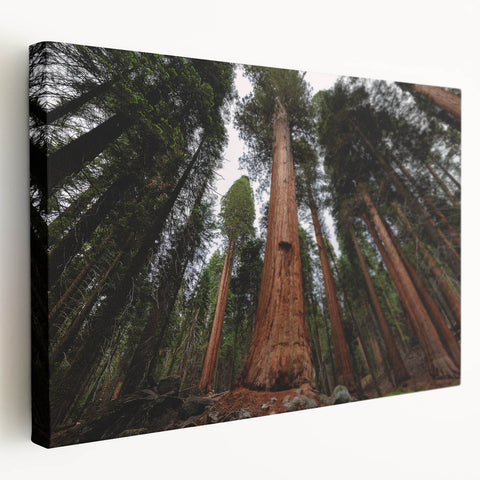 Large canvas print of Sequoia National Park with vivid green and brown tones, suitable for kitchen wall art.