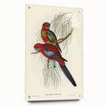 Classic Romantic Paintings: Pennant's Parakeet - Romantic Art Prints