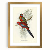Classic Romantic Paintings: Pennant's Parakeet - Romantic Art Prints