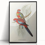 Classic Romantic Paintings: Pennant's Parakeet - Romantic Art Prints