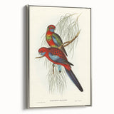 Classic Romantic Paintings: Pennant's Parakeet - Romantic Art Prints