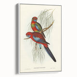 Classic Romantic Paintings: Pennant's Parakeet - Romantic Art Prints