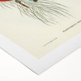 Classic Romantic Paintings: Pennant's Parakeet - Romantic Art Prints