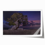 Extra large rolled print of a Caribbean Aruba scenery with vibrant ocean blues and greens, ideal for art wall dining room.