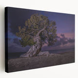 Aruba scenery on stretched canvas, featuring a clear blue sky and ocean, ideal for kitchen wall art.