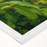 Art deco poster of a Belize scenery in muted green and blue tones on rolled canvas, suitable for dining room wall art.