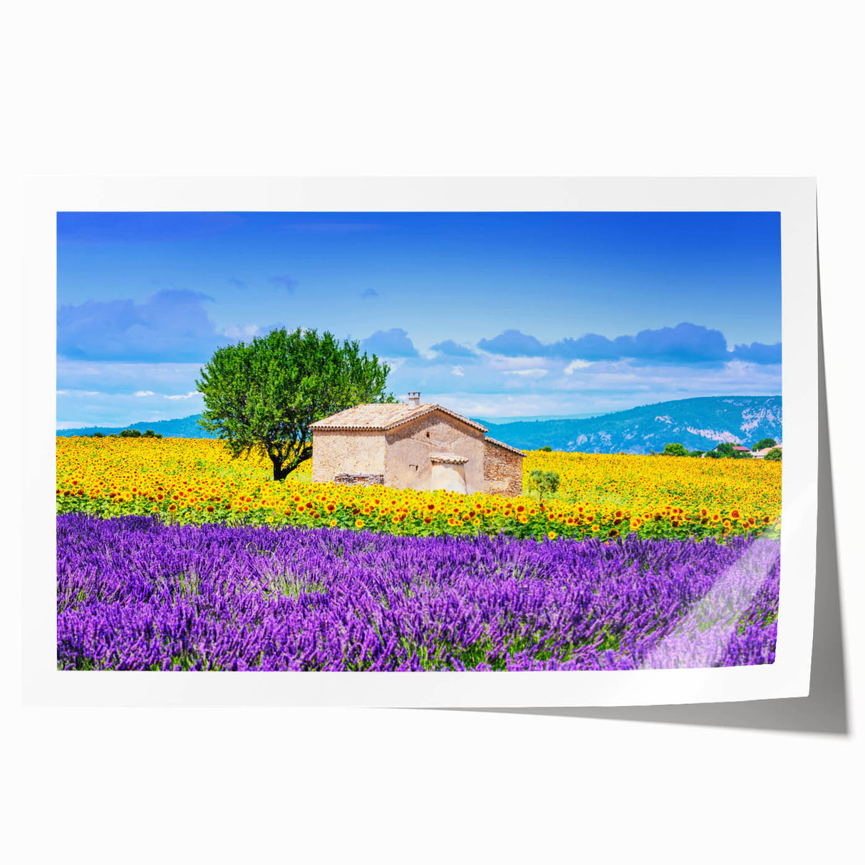 Provence landscape with lavender fields on rolled print, ideal for art wall dining room.