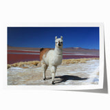 Rolled print of a Bolivian landscape featuring lush greenery and mountains, ideal for art wall dining room.