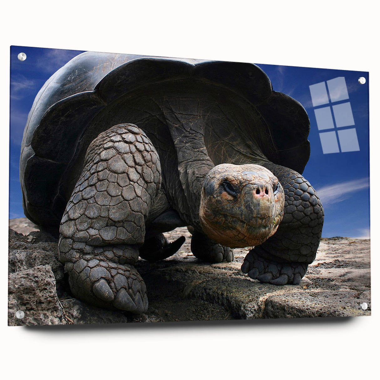 Acrylic print of Galapagos scenery with vivid blue and green tones, suitable for bedroom or dining room decor.