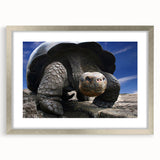 Textured abstract art print depicting Galapagos scenery in muted earth tones, framed with a silver mat.