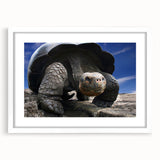 Abstract art print of a Galapagos scenery in muted earth tones on a framed poster, ideal for dining room decor.