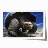 Extra large rolled print depicting the Galapagos scenery with vibrant green and blue tones, ideal for dining room wall art.