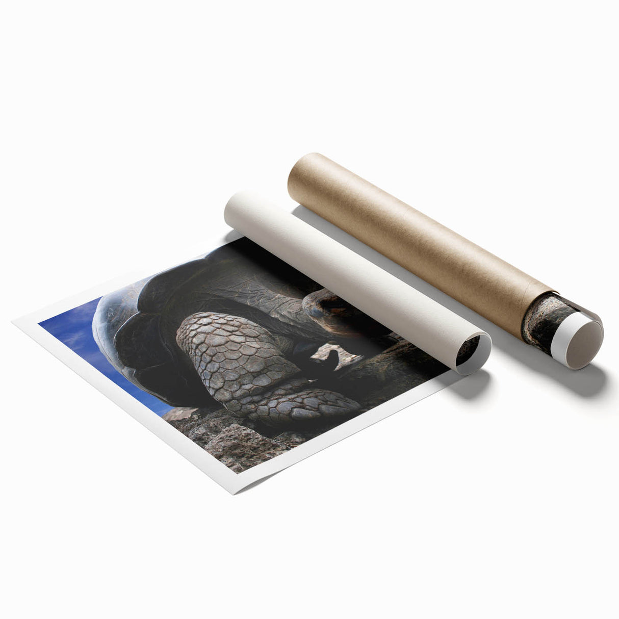 Extra large rolled print of Galapagos scenery with vibrant floral elements.