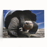Black and white photograph of Galapagos scenery on large stretched canvas, suitable as kitchen wall art or bedroom decor.