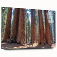 Acrylic print of a California sequoia forest scene, showcasing greens and browns, fitting for bedroom or dining room decor.