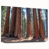 Large abstract wall art of a California sequoia in muted earth tones on acrylic glass.