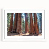 Abstract art print of a sequoia in muted earth tones on a framed white canvas, suitable for bedroom or dining room decor.
