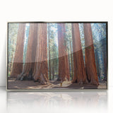 Mid-century modernist art of California Sequoia in silver framed acrylic, with earth tones, suited for nursery wall art.
