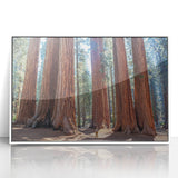 Framed acrylic print of a Sequoia tree in a minimalist style, with soft green and brown tones.