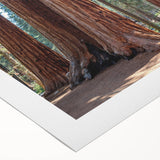 Art Deco poster of California Sequoia in muted green and brown tones, printed on rolled canvas.