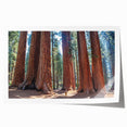 Extra large rolled print of a serene Sequoia forest in natural green and brown tones, ideal for art wall dining room.