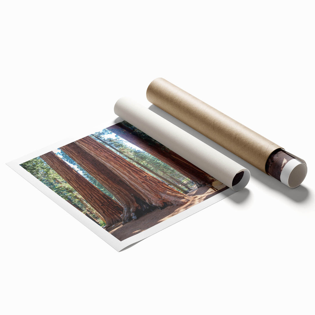 Extra large rolled print of a Sequoia forest in muted green and brown tones.
