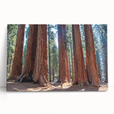 Black and white photograph of Sequoia trees on stretched canvas, ideal for kitchen wall art or bedroom decor.