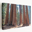 Large canvas print of California's Sequoia landscape in natural earthy tones, suitable for kitchen wall art.