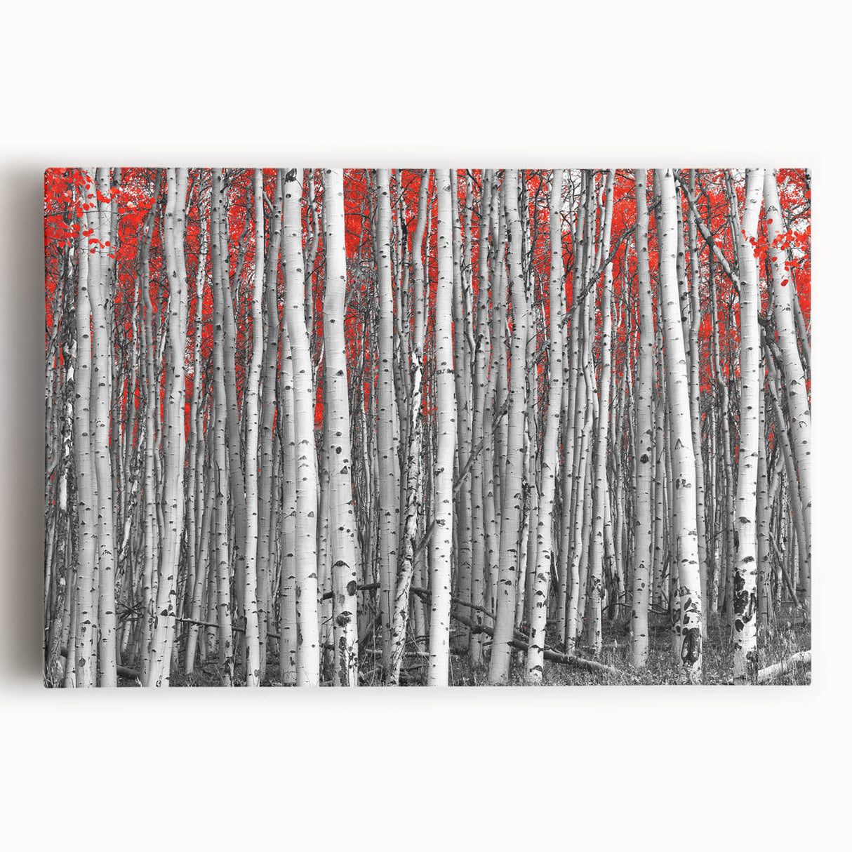Black and white photo of Aspen trees on stretched canvas, ideal for kitchen wall art.